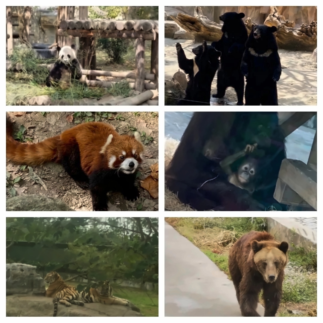 上海野生動物園.jpg