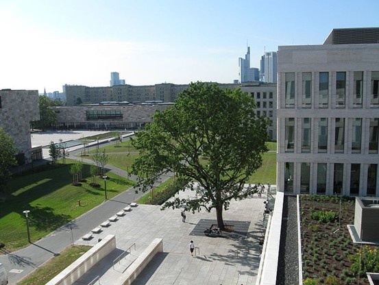 法兰克福大学